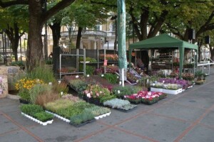Tradicionalno Cvjetno proljeće u Rijeci