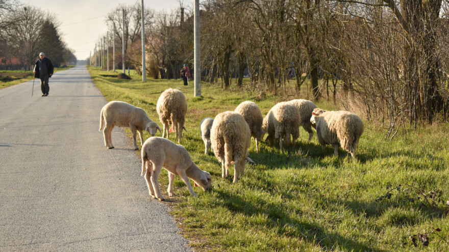 Programom potpore za unaprjeđenje uzgoja ovaca i koza osigurano 2,5 milijuna kuna