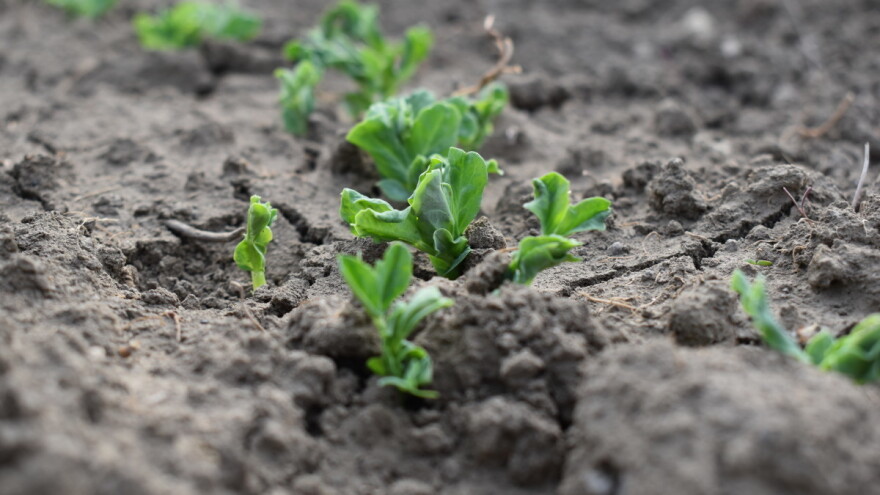 Krenite sa predsetvenim priprema za uzgoj graška