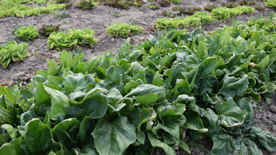 590 tisuća kuna za provedbu Nacionalnog programa biljnih genetskih izvora