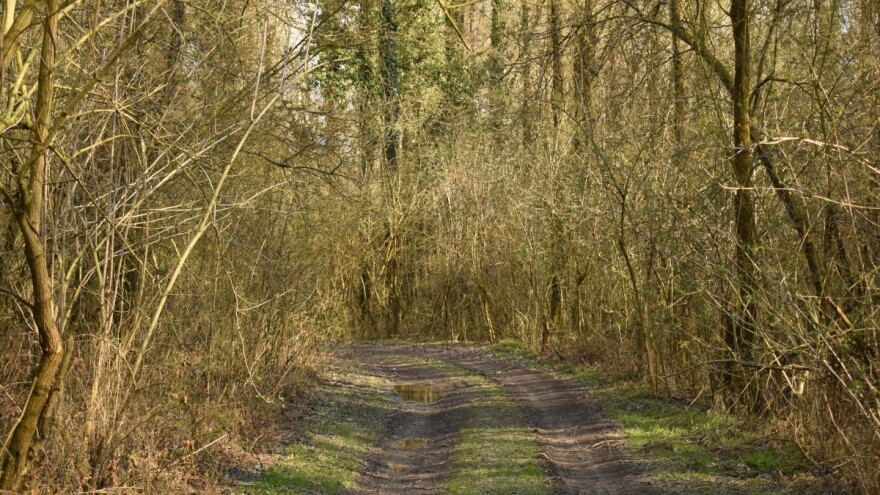 Poljoprivreda i šumarstvo kroz proizvodnju biomase mogu biti pokretači zapošljavanja?
