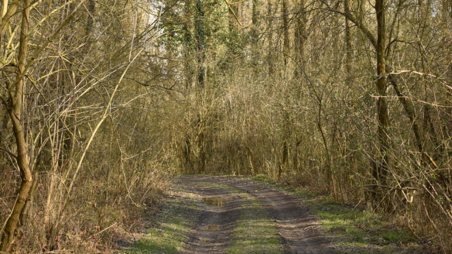 Javno savjetovanje: Pravilnik o korištenju sredstava naknade općekorisnih funkcija šuma