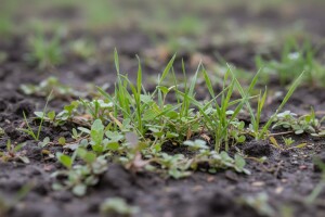 Riješite se korova, vrijeme je za Alister grande