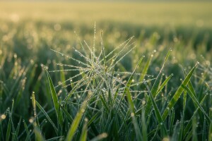 Riješite se obične slakoperke