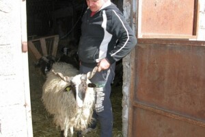 250 eura po hektaru više za dalmatinske farmere?