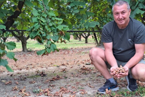 PZ Naš lješnjak: Pronašli smo kupca, sav naš urod kupuje talijanski poduzetnik