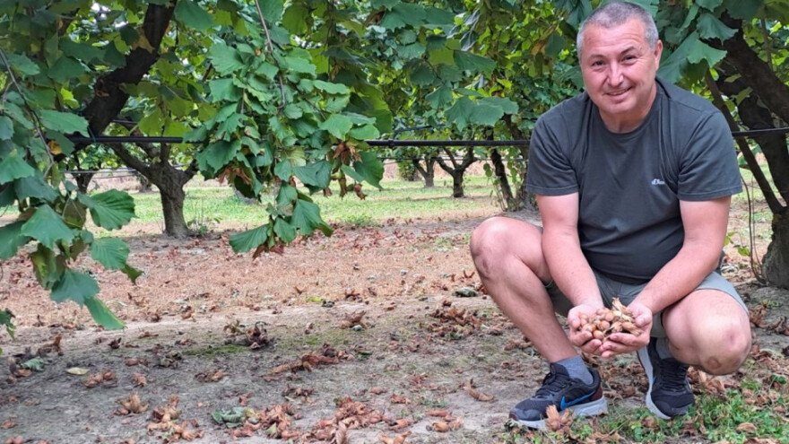 PZ Naš lješnjak: Pronašli smo kupca, sav naš urod kupuje talijanski poduzetnik