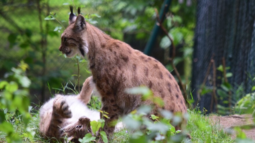 Dramatične promjene u biodiverzitetu ugrožavaju faunu