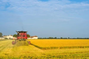 Italija uspela da proda pirinač Kinezima