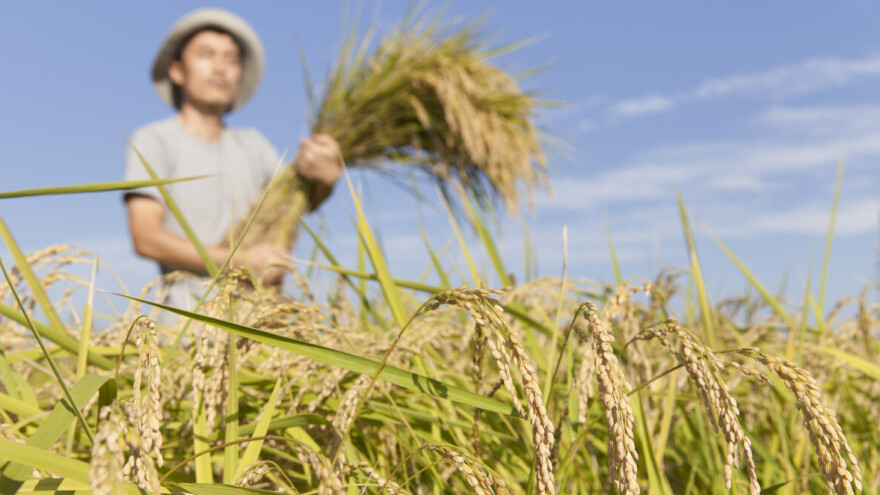 Zbog nje im je 'pao' i ministar poljoprivrede - Japanu zbog suše prijeti nestašica riže