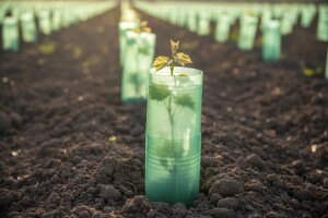 Rješenje za zaštitu i ubrzan rast loze