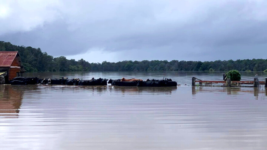Poplava stoljeća u Australiji: Stravične posljedice za farmere i stoku