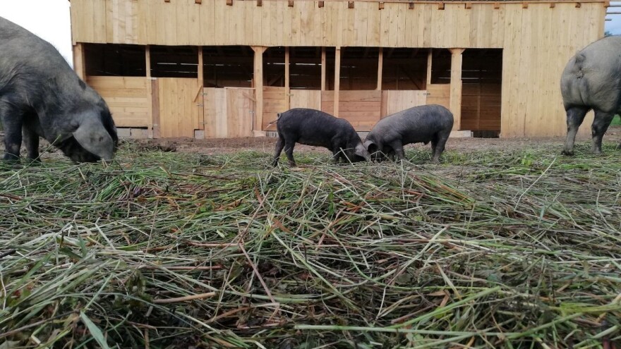 Nacrt natječaja za provedbu podmjere 10.2.