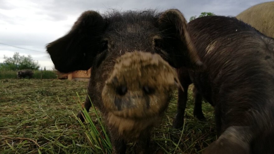 Govorili su da griješi kad se odlučio za fajferice, Robert Bujan dokazao suprotno