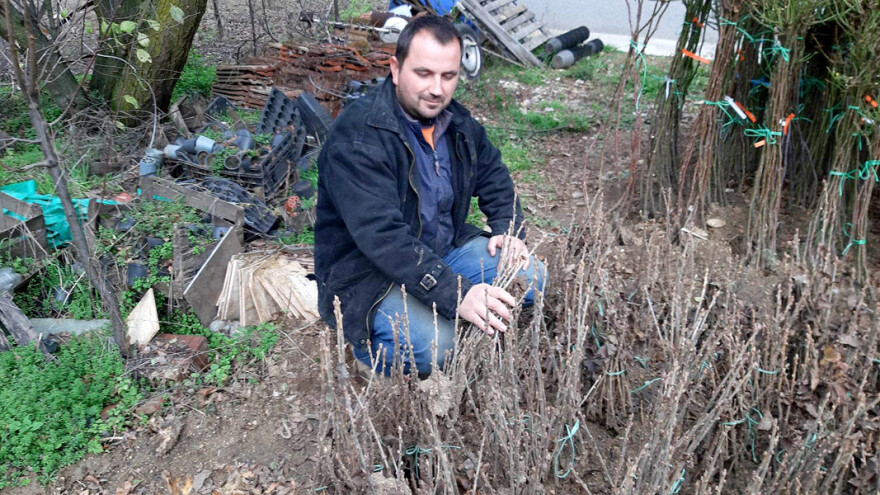 Crna, bela i crvena ribizla sve traženija - kako se uzgaja?