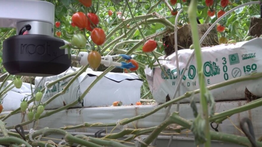 Al Virgo: Robot koji može brati više vrsta plodova