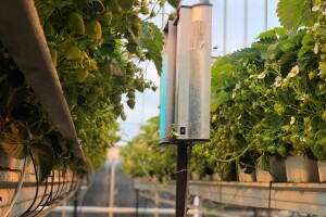 Protiv pepelnice - umjesto fungicida robot koji koristi UV zračenje