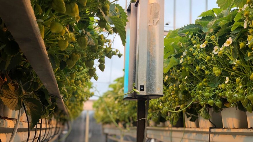 Protiv pepelnice - umjesto fungicida robot koji koristi UV zračenje