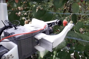 Robot ubere malinu za 10 sekundi i jeftiniji je od običnih berača?