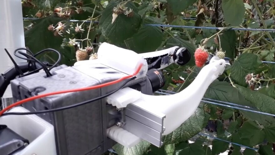Robot ubere malinu za 10 sekundi i jeftiniji je od običnih berača?