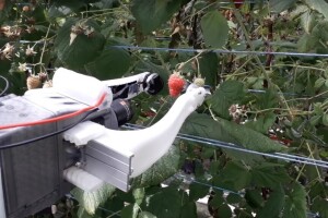 Robot ubere malinu za 10 sekundi i jeftiniji je od običnih berača?