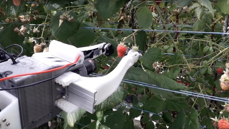 Robot ubere malinu za 10 sekundi i jeftiniji je od običnih berača?