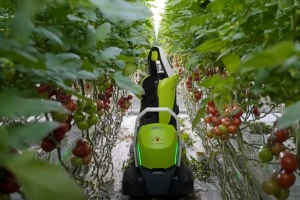 Predstavljen Kompano - prvi robot na svetu za uklanjanje listova paradajza