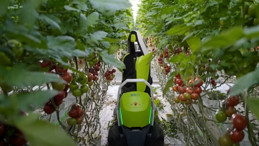 Predstavljen Kompano - prvi robot na svetu za uklanjanje listova paradajza