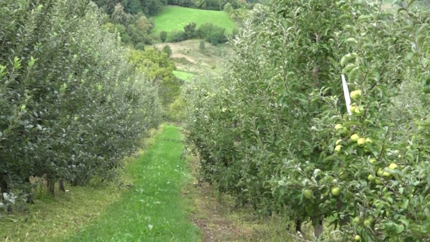 Zaštita kasnih sorti jabuka od skladišnih patogena. Kako?