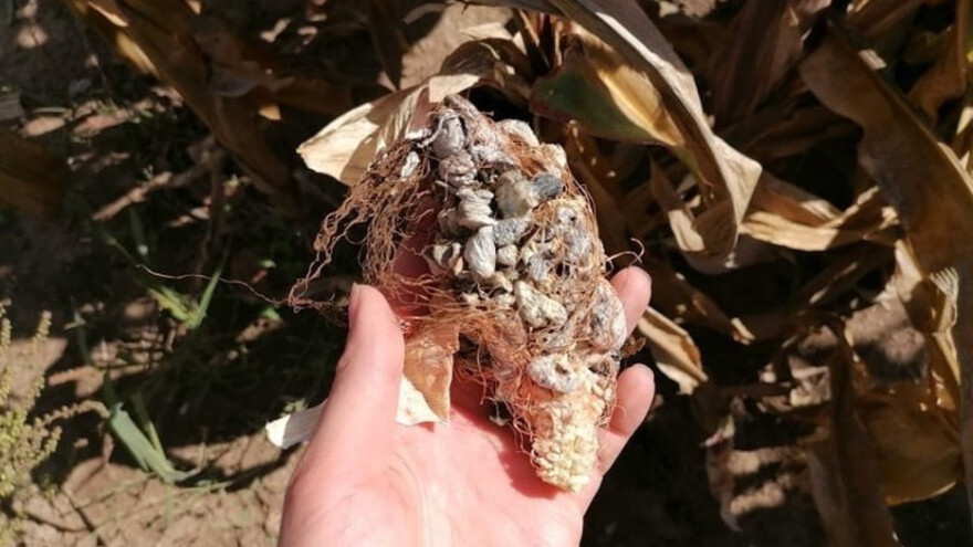 Mehurasta gar kod kukuruza: Simptomi su na svim nadzemnim delovima