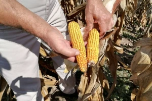 Produktna berza: Prodat ovogodišnji kukuruz za 34 dinara po kilogramu