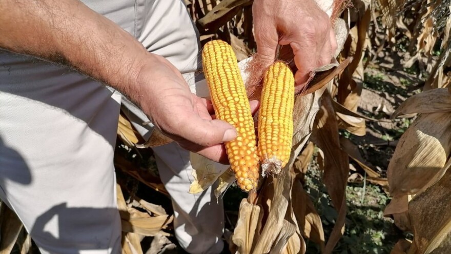 Produktna berza: Prodat ovogodišnji kukuruz za 34 dinara po kilogramu