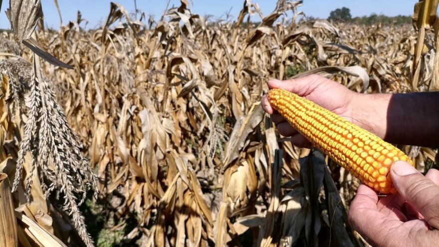 Prodat ovogodišnji kukuruz i suncokret - po kojoj ceni?