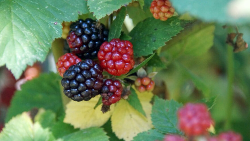 Kupine bez trnja - spoj genetike i slučajnosti