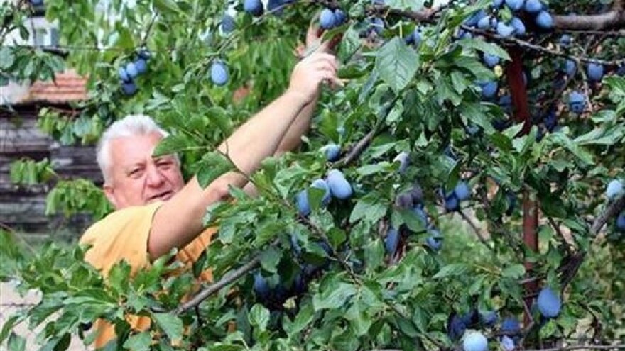 Slabiji rod šljive za oko 30 odsto!