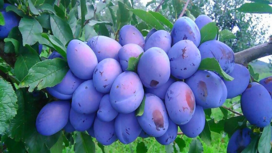 Šljivu uvozimo, a 70% naše ode u rakiju