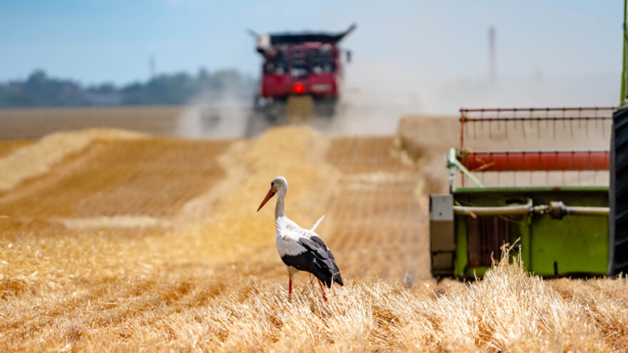 Sve manje ptica na poljoprivrednim površinama