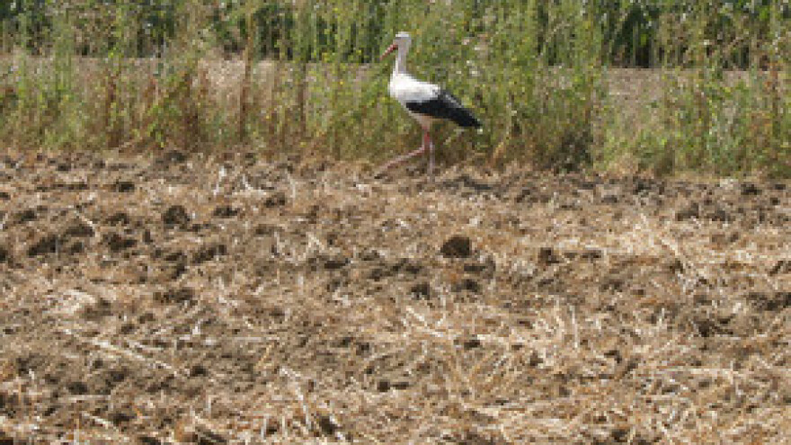 EU nudi ratarima i novac za očuvanje - ptičjih gnijezda