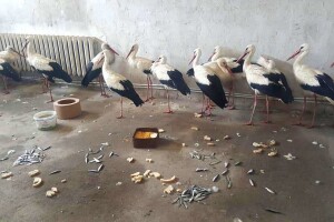 Rode se smrzavaju na putevima i poljima - ljudi ih unose u kuće
