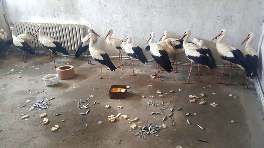 Rode se smrzavaju na putevima i poljima - ljudi ih unose u kuće