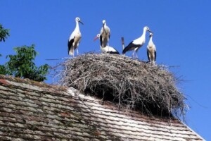 Po rodinom gnijezdu 700 kn vlasnicima kuća