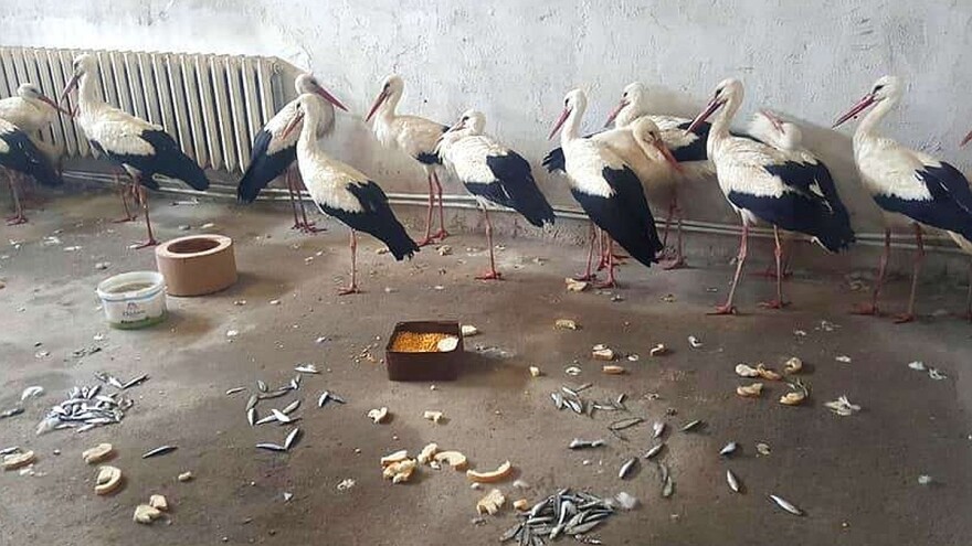 Rode se smrzavaju na putevima i poljima - ljudi ih unose u kuće