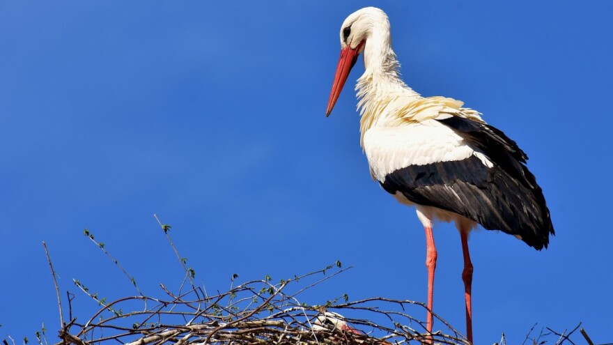Rode ugrožavaju mnogi faktori - ako ih vidite povređene, javite se ornitologu