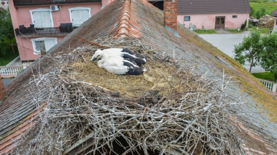 Gnijezdo bijele rode donosi 700 kuna