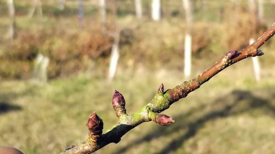 Kako prepoznati rodne pupove na voćkama?