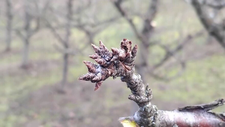 Vrijeme pogoduje šljivama - očekuje se dobar urod