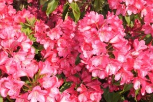 Rododendroni kao začin vrtu