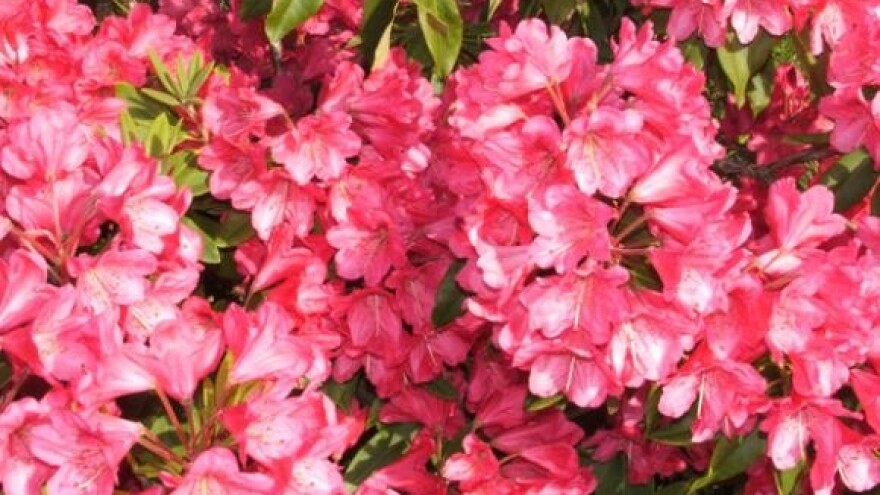 Rododendroni kao začin vrtu