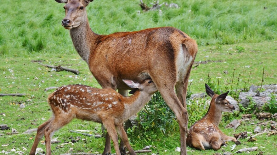 Prijedlog pravilnika o lovostaju