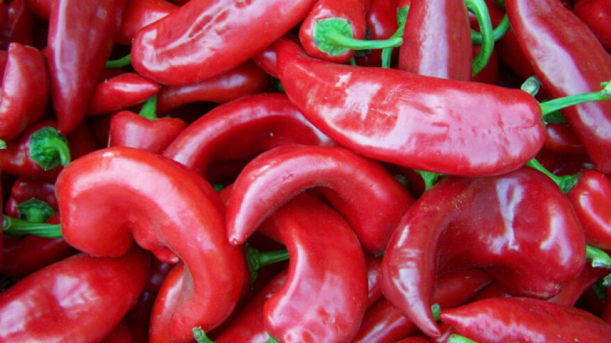 Berba roge - ne nakon kiše